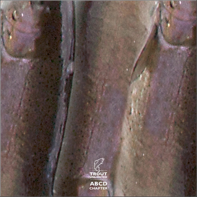 proof image